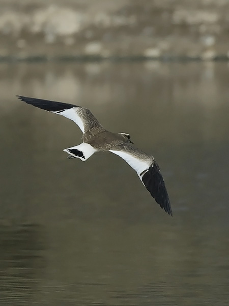 Arohyyppä, Sociable Lapwing, Vanellus gregarius